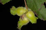 American hazelnut